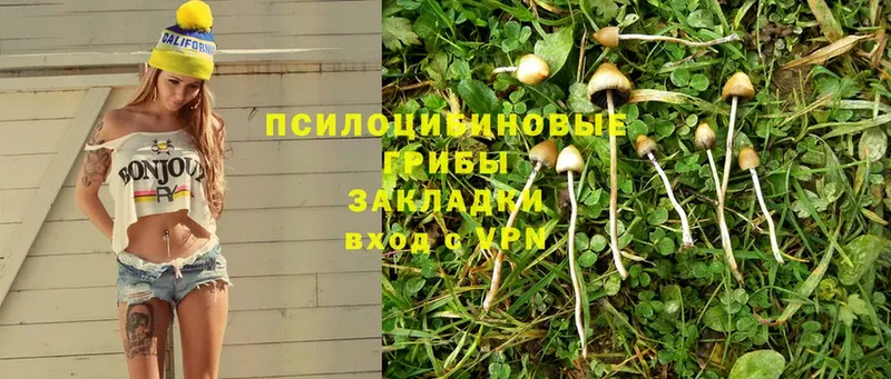 Псилоцибиновые грибы Psilocybine cubensis  Новопавловск 